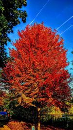 Low angle view of tree against sky during autumn