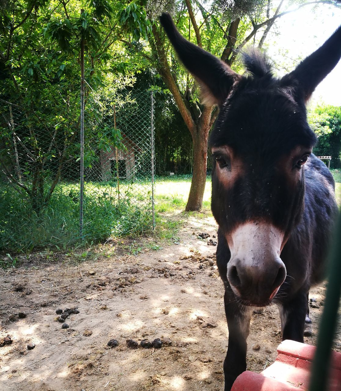 CLOSE-UP OF HORSE STANDING ON FIELD