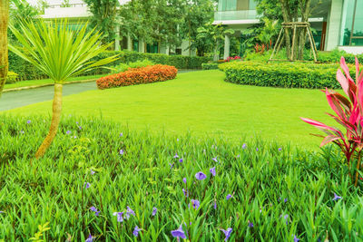 View of flowering plants in yard