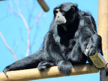 Low angle view of monkey sitting against sky