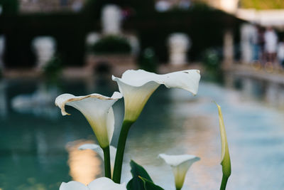 Close-up of flower blooming outdoors