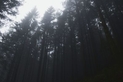 Low angle view of bamboo trees in forest