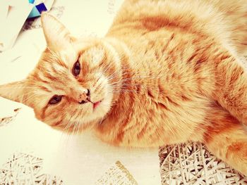 Portrait of ginger cat lying down