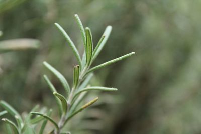 Close-up of leaves
