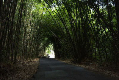 Empty road amidst trees in forest