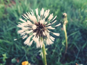 Close-up of dandelion flower