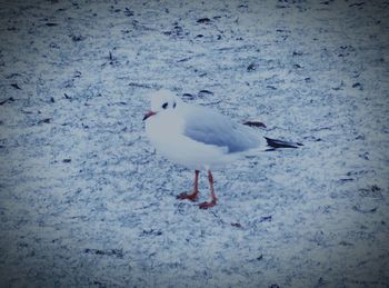 Close-up of seagull perching on snow