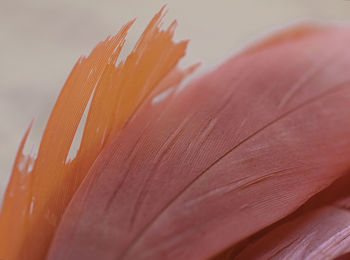 Close-up of flower