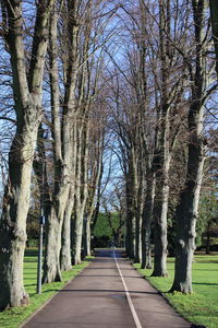 Empty road along bare trees