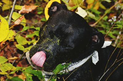 Close-up of black dog