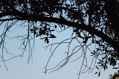 Low angle view of silhouette bird flying against sky