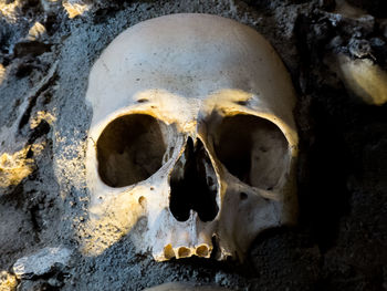 Close-up of human skull