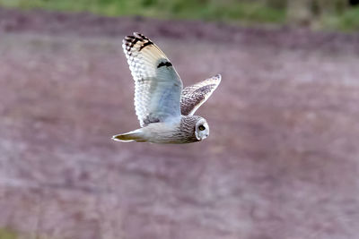 Close-up of seagull flying