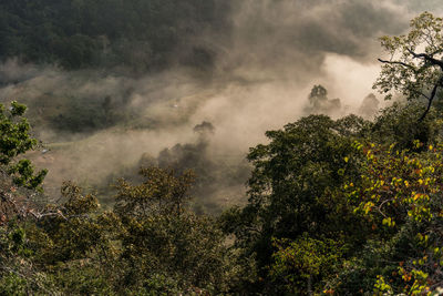 Scenic view of forest against sky