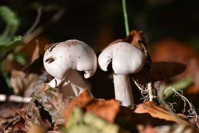 Close-up of mushrooms