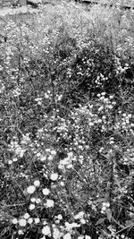 High angle view of flowering plants on field