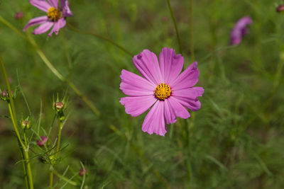 Close-up of pink cosmos flower on field