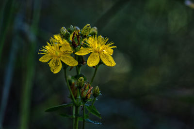 Close-up of insect on yellow flower