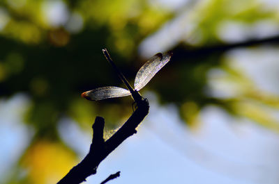 Close-up of leaves on branch