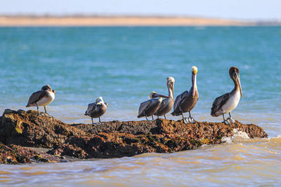 Seagulls flying over sea against sky, seagull perching on rock by sea against sky,  beach, pelican