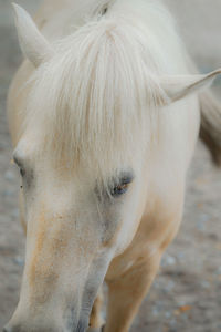 Close-up of horse