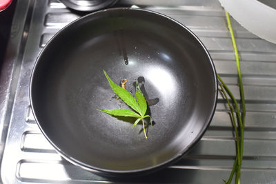 High angle view of fresh green leaves in container