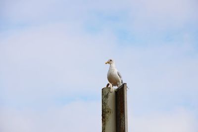 Low angle view of seagull perching on wooden post against sky