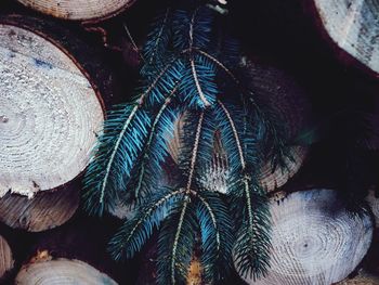 Full frame shot of logs in forest