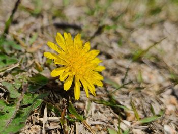 Close-up of yellow flowering plant on field