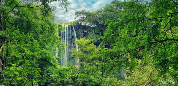 Scenic view of waterfall in forest