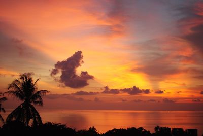 Palm trees at sunset