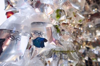 Low angle view of fish hanging in glass for sale