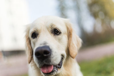 Close-up portrait of a young dog
