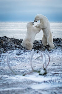 Two polar bears play fight near antlers