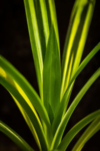 Close-up of green plant