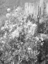 Close-up of plant against blurred background