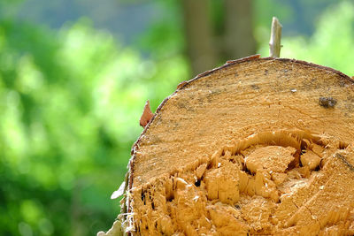 Close-up of caterpillar on tree trunk