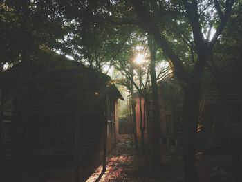 Trees growing in abandoned building in forest