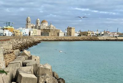 Seagull flying over sea with buildings in background