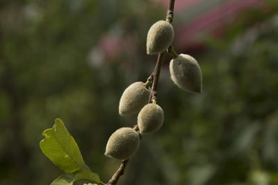 Close-up of fruits growing on plant