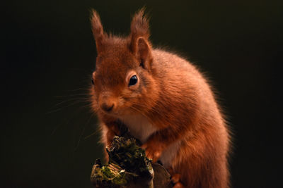 Close-up of red squirrel holding fruit