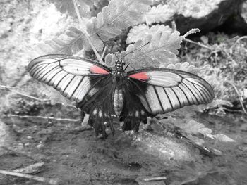 Close-up of butterfly on leaf