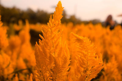 Close-up of yellow flowering plant on field