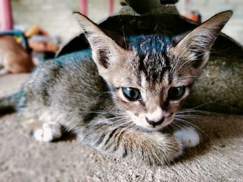 Close-up portrait of tabby cat