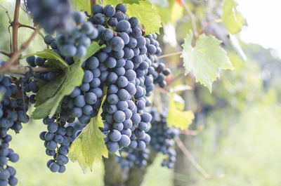 Close-up of grapes growing in vineyard