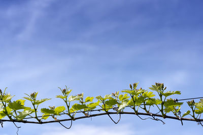 Low angle view of plant against sky