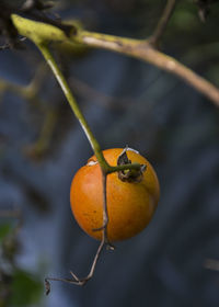 Close-up of orange fruit