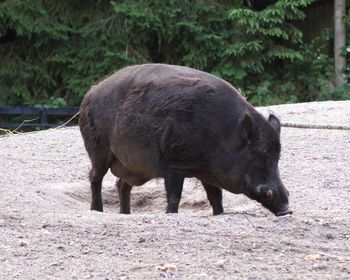 Wild boar standing on field