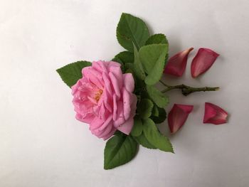 Close-up of pink roses against white background