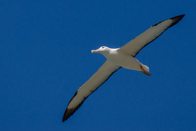 Low angle view of seagull flying against blue sky